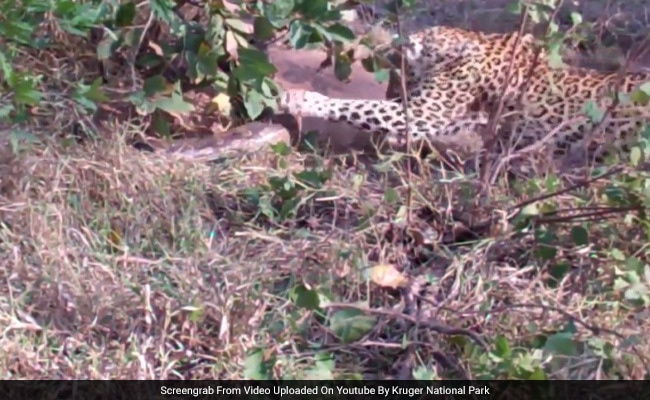 Caught On Camera: Giant Python Fights It Out With Leopard And Her Cub