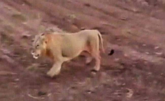 Video Viral: तीन शेर गिर के जंगल से आए, गांव में घूमे और वापस चले गए