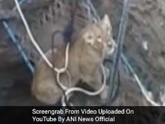 Watch: How Villagers In Gujarat Rescued A Lioness Trapped In A Dry Well