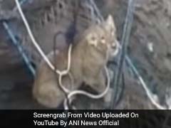 Video: देखें, गुजरात के एक गांव में खटिये के सहारे कैसे बाहर निकाली गई कुएं में गिरी शेरनी