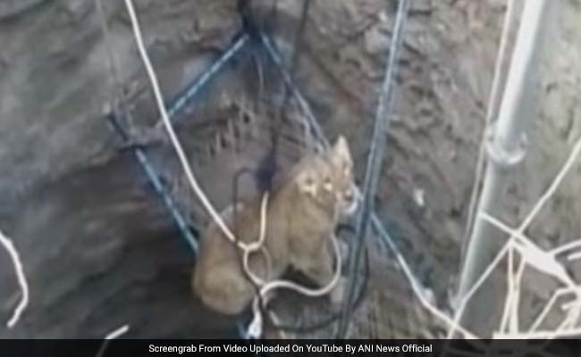 Watch: How Villagers In Gujarat Rescued A Lioness Trapped In A Dry Well