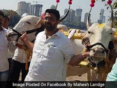 BJP Legislator Mahesh Landge Rides Bullock Cart To Vidhan Bhawan In Maharashtra