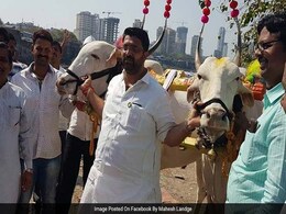 BJP Legislator Mahesh Landge Rides Bullock Cart To Vidhan Bhawan In Maharashtra BJP Legislator Mahesh Landge Rides Bullock Cart To Vidhan Bhawan In Maharashtra