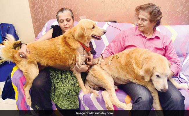 Mumbai Owners Bequeath 5-Crore Wealth To Their Pair Of Golden Retrievers