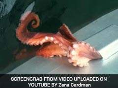 Octopus Squeezes Through Tiny Hole With Ease. Video Will Make You Nervous