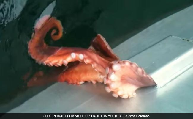 Octopus Squeezes Through Tiny Hole With Ease. Video Will Make You Nervous