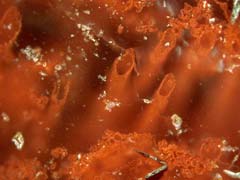 Newfound 3.77-Billion-Year-Old Fossils Could Be Earliest Evidence Of Life On Earth