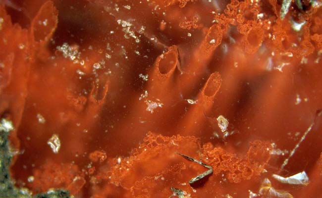 Newfound 3.77-Billion-Year-Old Fossils Could Be Earliest Evidence Of Life On Earth