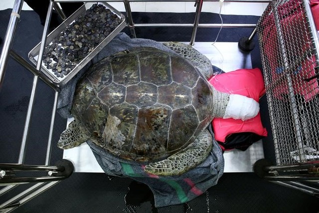 Thai 'Piggy Bank' Turtle Slips Into Coma After Operation To Remove Coins