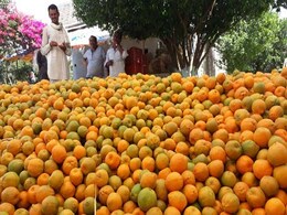 मध्यप्रदेश : संतरे की बंपर पैदावार बनी मुसीबत, पांच रुपये किलो का भी नहीं मिल रहा भाव मध्यप्रदेश : संतरे की बंपर पैदावार बनी मुसीबत, पांच रुपये किलो का भी नहीं मिल रहा भाव