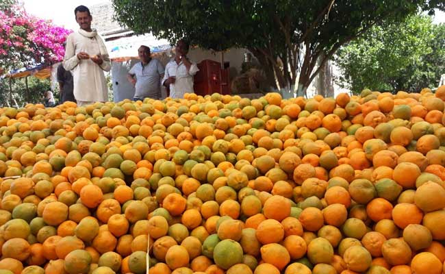 मध्यप्रदेश : संतरे की बंपर पैदावार बनी मुसीबत, पांच रुपये किलो का भी नहीं मिल रहा भाव