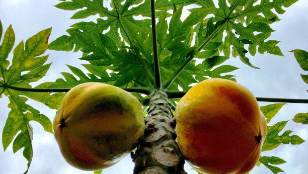 Use of hotsell papaya leaves