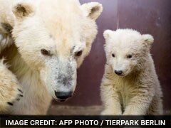 Berlin's Four-Month-Old Polar Bear Cub Fritz, Dies