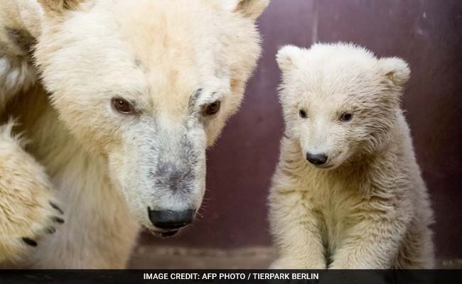 Berlin's Four-Month-Old Polar Bear Cub Fritz, Dies