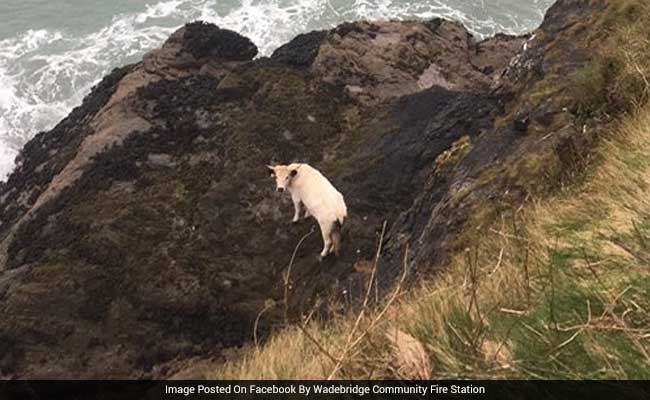 Pregnant Cow Falls Off 40-Foot Cliff, Then Swims To Safety In Miraculous Escape