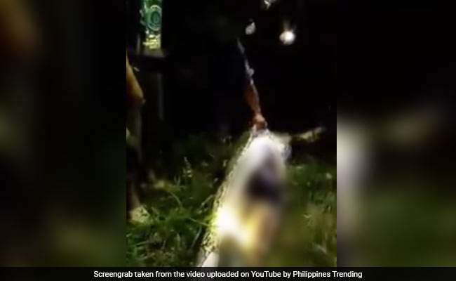 जब 23 फुट लम्बे अजगर ने निगल लिया समूचा इंसान, पेट काटकर निकाला गया शव