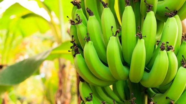 Raw Banana Benefits: कच्चा केला खाने के पांच हैरान करने वाले फायदे
