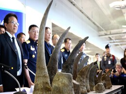 Thailand Seizes Rhino Horns Worth $5 Million In Biggest Haul For Years Thailand Seizes Rhino Horns Worth $5 Million In Biggest Haul For Years