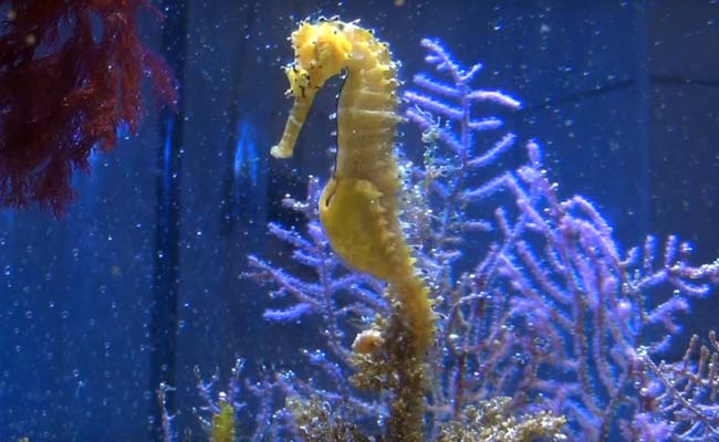 OMG: दुनिया का इकलौता पिता जो होता है प्रेग्नेंट, देता है बच्चे को जन्म