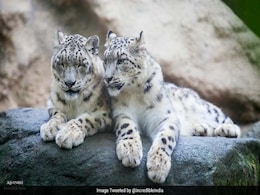 World Wildlife Day: Celebrate With These Stunning Pictures World Wildlife Day: Celebrate With These Stunning Pictures