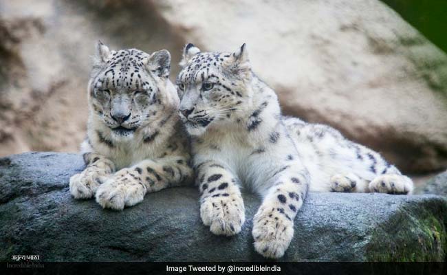 World Wildlife Day: Celebrate With These Stunning Pictures