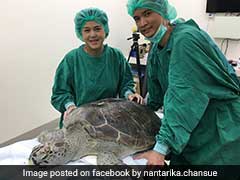Vets Remove Nearly 1,000 'Good Luck' Coins From Turtle's Stomach