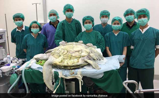 Vets Remove Nearly 1,000 'Good Luck' Coins From Turtle's Stomach