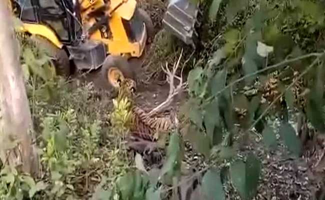 On Camera, Tiger Crushed Near Corbett Park. Earthmover Used In Capture