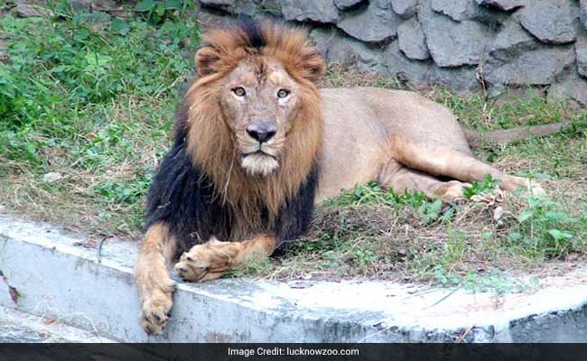 Mutton, Chicken For UP Zoo Lions After Buffalo Meat Shortage