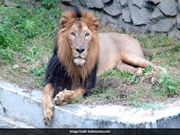 Mutton, Chicken For UP Zoo Lions After Buffalo Meat Shortage Mutton, Chicken For UP Zoo Lions After Buffalo Meat Shortage