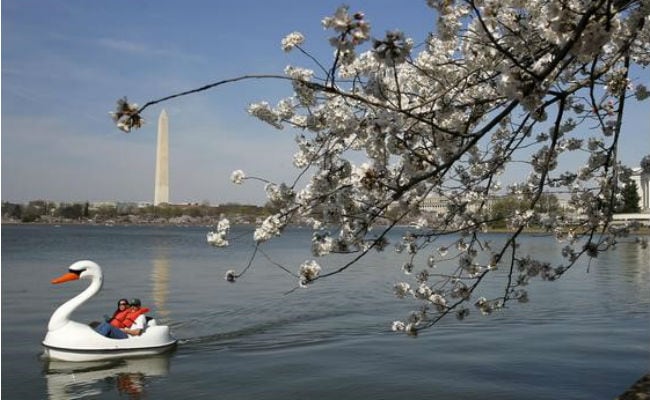 Washington's Premier Cherry Blossoms Hammered By Cold