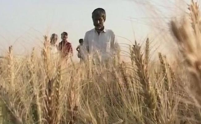 रबी फसलों की बुवाई में रिकॉर्ड बढ़ोतरी, कृषि मंत्रालय ने जारी की रिपोर्ट