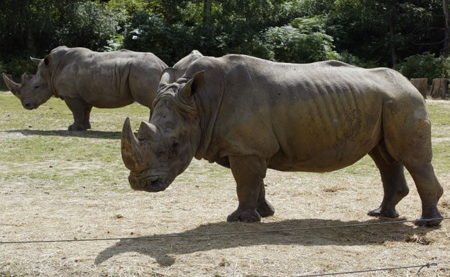 White Rhino Shot, Horns Sawn Off By Poachers At French Zoo