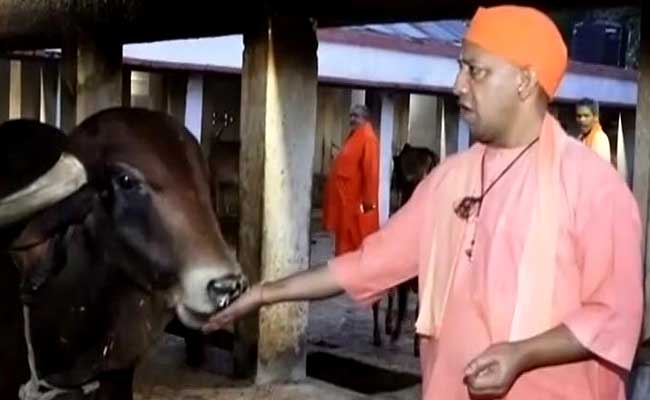 yogi adityanath feeding cow
