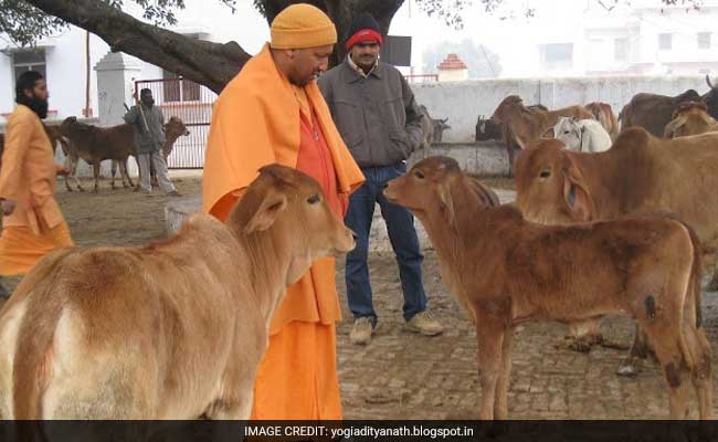 UP Chief Minister Yogi Adityanath's Cows To Follow Him To His New Home