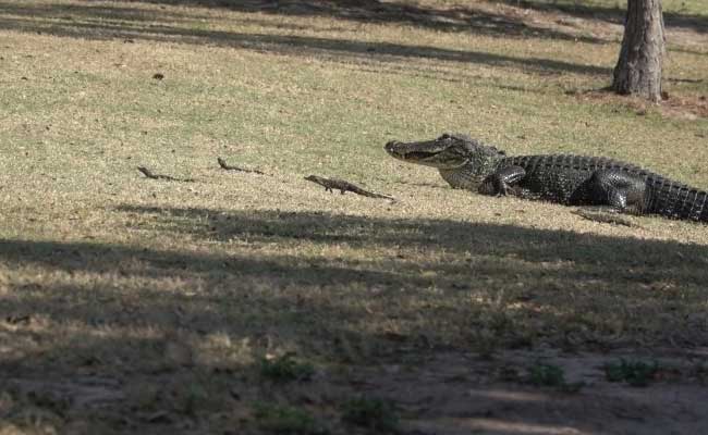 Nothing Here To See, Just 16 Baby Alligators Strolling With Their Mother