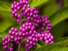 World Malaria Day 2017: Fight Malaria with These Mosquito Repelling Plants and Oils World Malaria Day 2017: Fight Malaria with These Mosquito Repelling Plants and Oils