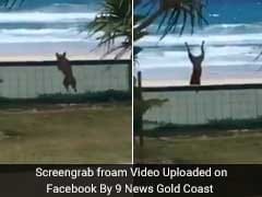 6 Million Views For Overexcited Dog Somersaulting Right Over A Fence