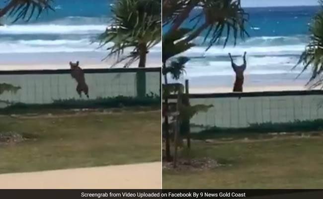 6 Million Views For Overexcited Dog Somersaulting Right Over A Fence