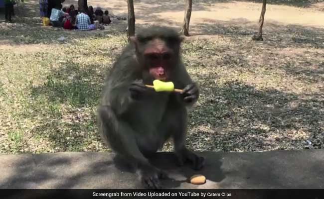 अदरक और अंगूर भूल जाइए, आजकल आइसक्रीम खा रहे हैं बंदर और लंगूर...