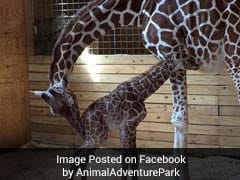 Long-Awaited Giraffe Born In New York Zoo To Global Audience's Delight