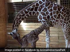 It's A Boy! April The Giraffe Finally Gives Birth, Internet Celebrates
