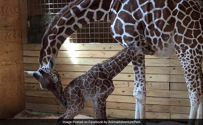 Long-Awaited Giraffe Born In New York Zoo To Global Audience's Delight