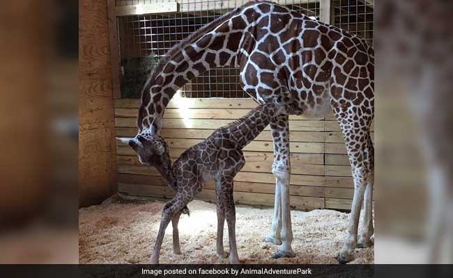 It's A Boy! April The Giraffe Finally Gives Birth, Internet Celebrates