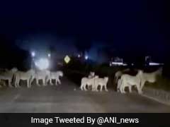 Watch: When A Dozen Lions Halted Traffic On A Highway In Gujarat