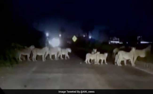 Watch: When A Dozen Lions Halted Traffic On A Highway In Gujarat
