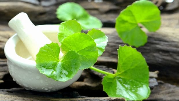 Brahmi plant benefits yoga