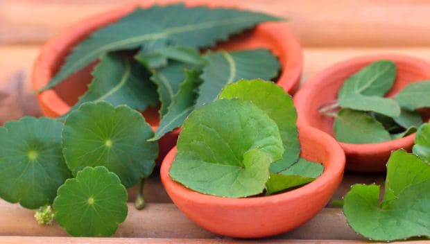 8 Impressive Benefits of Brahmi: The Medicinal Ayurvedic Herb - NDTV Food