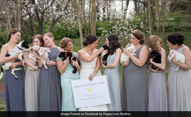 At This Paw-Some Wedding, Bridesmaids Carried Puppies Instead Of Bouquets