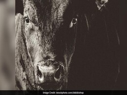 किसान की पत्नी का 1.5 लाख रुपये का मंगल सूत्र निगल गया बैल, 8 दिन बाद हुआ ये किसान की पत्नी का 1.5 लाख रुपये का मंगल सूत्र निगल गया बैल, 8 दिन बाद हुआ ये